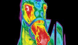 thermography_pic