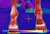 Flir Infrared Camera